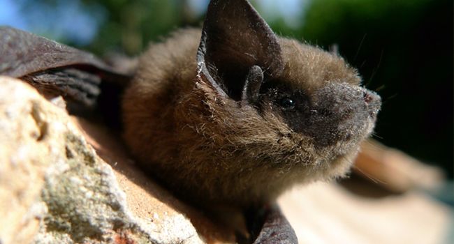 Chauve-souris, Pipistrelle commune (Pipistrellus pipistrellus) - Crédit photo : Philippe Jourde