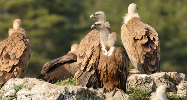 Vautour fauve (Gyps fulvus) - Crédit photo : Raphaël Néouze