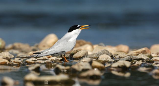 Sterne naine (Sternula albifrons) - Crédit photo : Fabrice Cahez / LPO