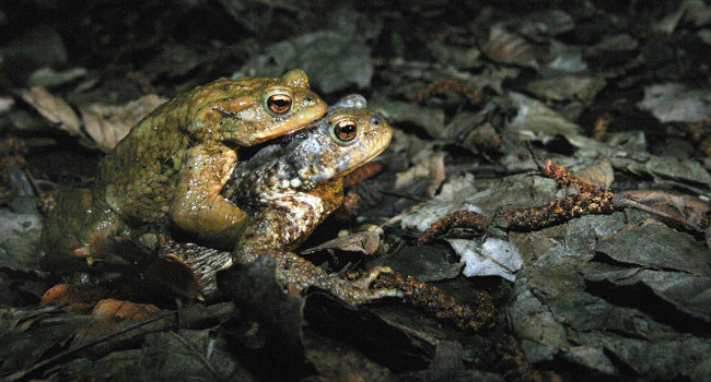 Crapaud commun Bufo bufo - Crédit photo : Laurent Waeffler