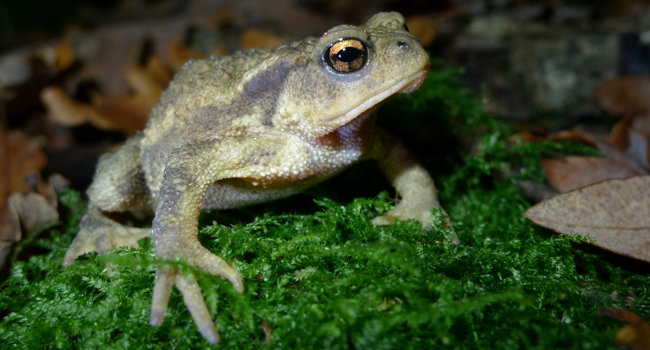 Crapaud épineux (Bufo spinosa) - Crédit photo : Philippe Jourde