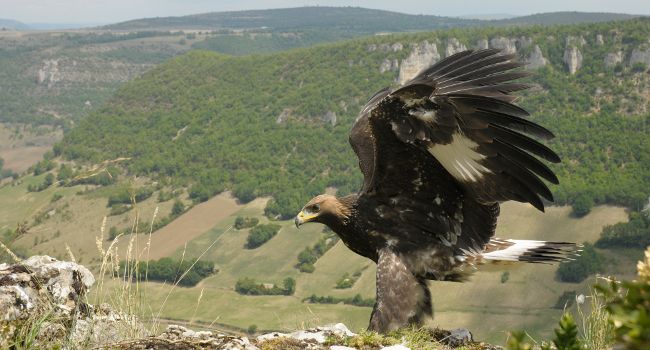 Aigle royal (Aquila chrysaetos) - Crédit photo : Bruno Berthémy