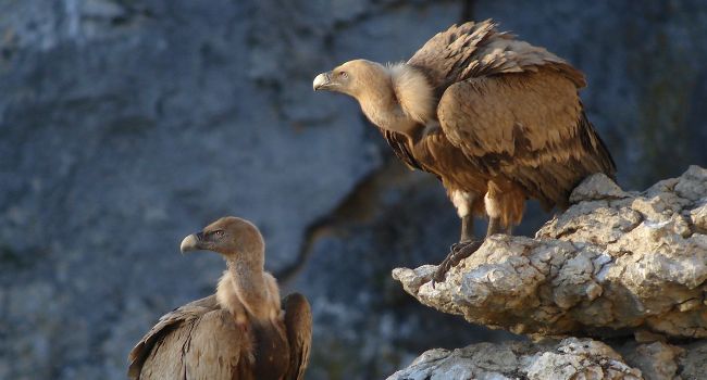 Vautour fauve (Gyps fulvus) - Crédit photo : Christian Aussaguel