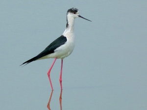 Échasse blanche (Himantopus himantopus) - crédit photo : Michel Caupenne