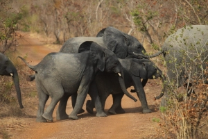 Éléphants dans la Pendjari / Bénin - crédit photo : Philippe de Grissac