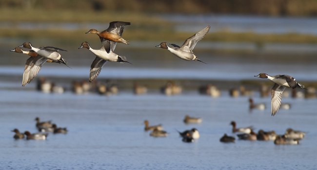 Canards pilets (Anas acuta) et Canard siffleur (Anas penelope) - Crédit photo : Emile Barbelette