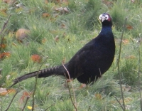 Faisan obscur (Phasianus colchicus var. tenebrosus) - crédit photo : Ch. Gros