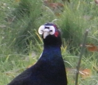 Faisan obscur (Phasianus colchicus var. tenebrosus) - crédit photo : Ch. Gros