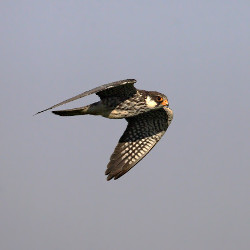 Faucon de l’Amour (Falco amurensis) – Crédit photo : Tom Lindroos