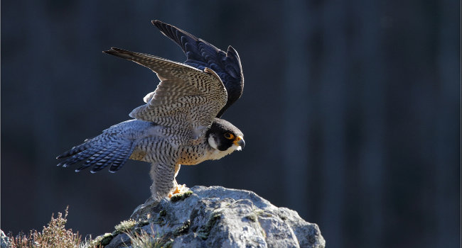 Faucon pèlerin (Falco peregrinus) ‐ Crédit photo : Christian Aussaguel