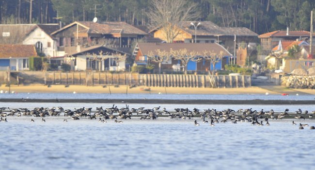 Bernache cravant (Branta bernicla) - Crédit photo : Franck Jouandoudet