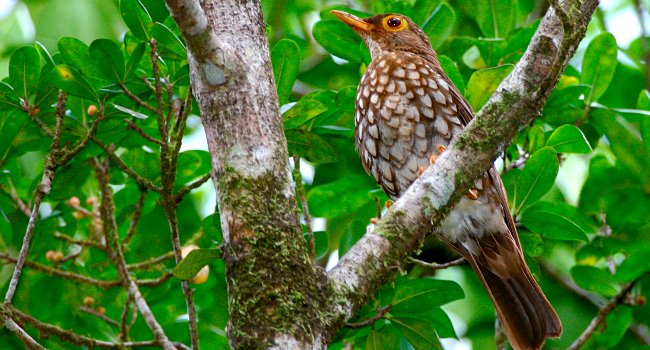 Grive à pieds jaunes (Turdus lherminieri) - Crédit photo : Stéphane Morin