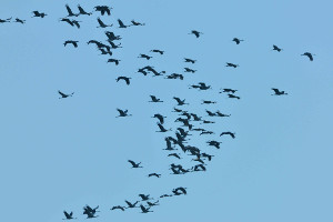 Grues cendrées (Grus grus) en migration - Crédit photo : C. Tomasson