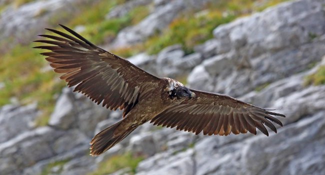 Le 14e descendant de Gypaète barbus (Gypaetus barbatus) – Crédit photo : P. Marti / LPO Haute-Savoie