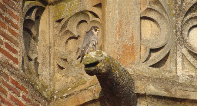 Faucon pèlerin (Falco peregrinus), Albi - Crédit photo : Christian Aussaguel