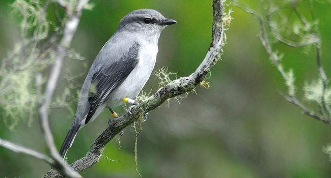 Échenilleur de La Réunion (Coracina newtoni) - Crédit photo : Franck Theron