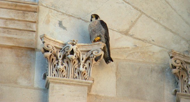 Faucon pèlerin (Falco peregrinus) - Crédit photo : Fabrice Croset