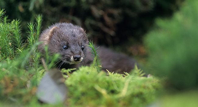 Vison d'Europe (Mustela lutreola) - Crédit photo : Gilles Martin