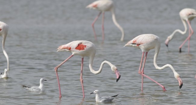 Flamants roses (Phoenicopterus roseus) - Crédit photo : Patrick Harlé