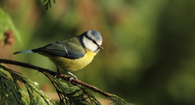 Mésange bleue (Cyanistes caeruleus) - Crédit photo : Laurent Martin