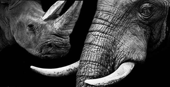 March for elephants and rhinos oct. 4th 2014 