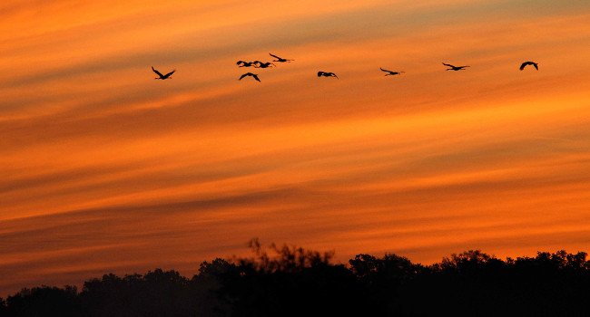 Grues cendrées (Grus grus) - Crédit photo : Christine Tomasson