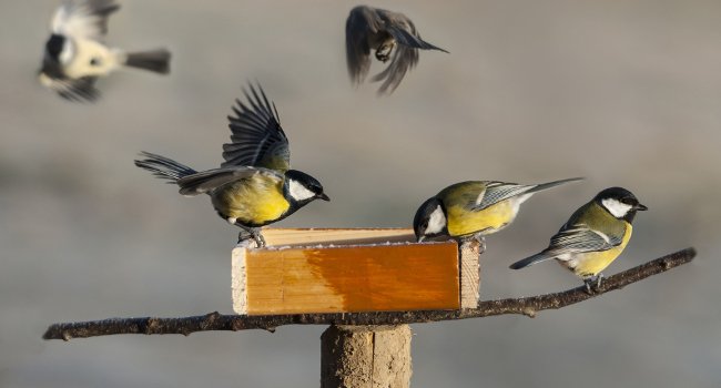 Mésanges charbonnières (Parus major) - Crédit photo : Yves Thonnérieux