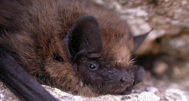 Pipistrelle commune (Pipistrellus pipistrellus) - Crédit photo : Philippe Jourde