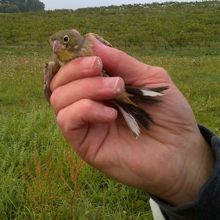 Oiseau relâché