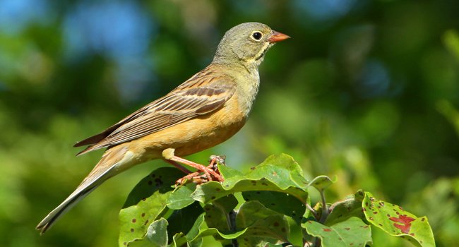 Bruant ortolan (Emberiza hortulana) - Crédit photo : Aurelien Audevard