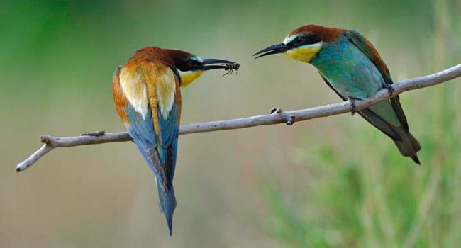 Guêpier d'Europe (Merops apiaster) - Crédit photo : F.Cahez