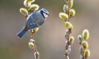 Mésange bleue (Cyanistes caeruleus) - crédit photo : Jean Bisetti