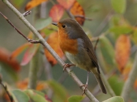 Rouge gorge familier (Erithacus rubecula) - crédit photo : Aline Saubion 