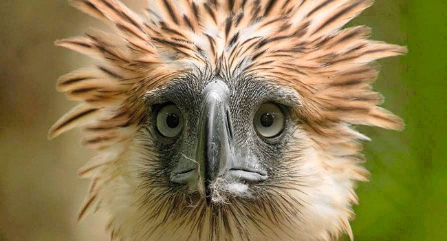 Aigle des singes (Pithecophaga jefferyi) - Crédit photo : Klaus Nigge