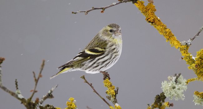 Tarin des aulnes (Carduelis spinus) - Crédit photo : Fabrice Cahez / LPO