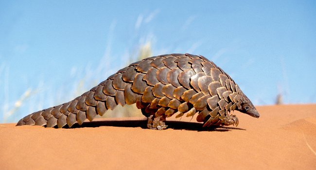 Pangolin géant (Manis gigantea) - Crédit photo : Nigel J. Dennis / BSIP