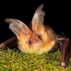 Oreillard roux (Plecotus auritus) - Crédit photo : Yoann Peyrard