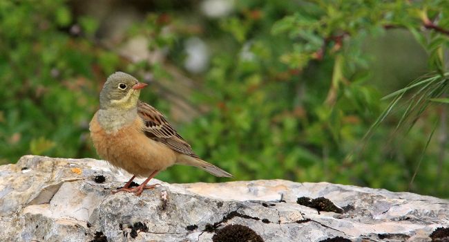 Bruant Ortolan (Emberiza hortulana) -Crédit photo : Yves Thonnerieux