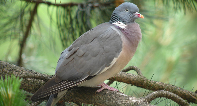 Pigeon ramier (Columba palumbus) - Crédit photo : Christian Aussaguel