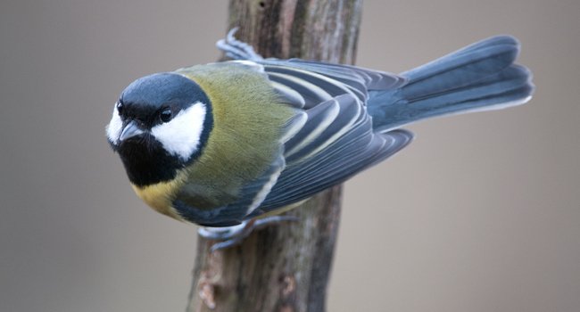 Mésange charbonnière (Parus major) - Crédit photo : JJ. Carlier