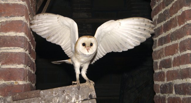 Effraie des clochers (Tyto alba) - Crédit photo : Grégory Smellinckx / LPO Nord