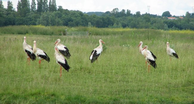 Cigogne blanche (Ciconia Ciconia) - Crédit photo : Michel Caupenne