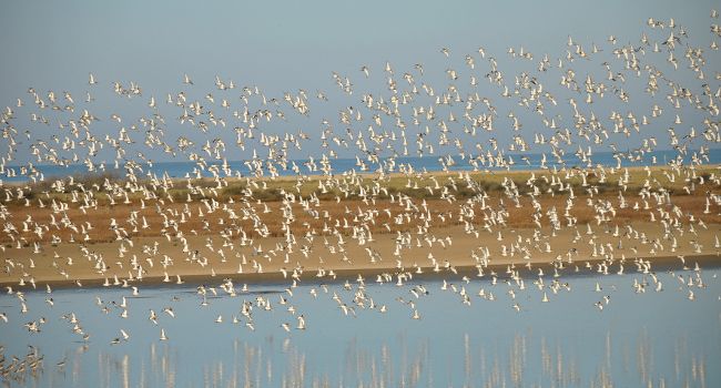 Réserve Naturelle Nationale du marais d’Yves