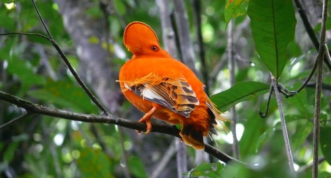 Coq de roche orange (Rupicola rupicola) - Crédit photo : Maxime Dechelle