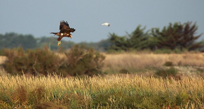 Busard des roseaux (Circus aeruginosus), Réserve Naturelle Nationale de Lilleau des Niges - Crédit photo : LPO