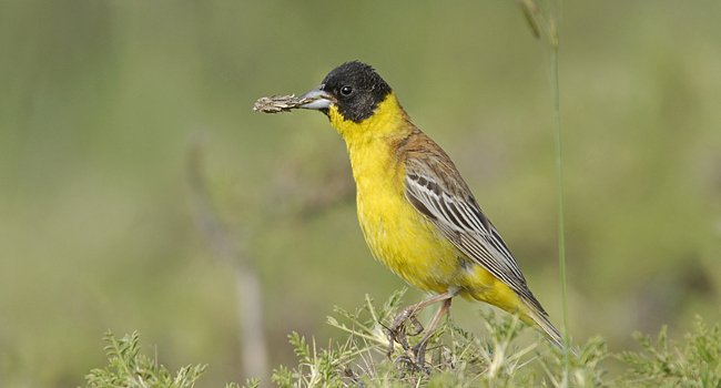 Bruant mélanocéphale (Emberiza melanocephala), Tannourine - Crédit photo : Nidal Issa 