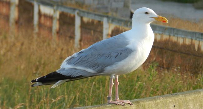 Goéland argenté (Larus argentatus) - Crédit photo : Gilles Bentz