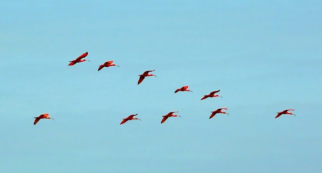 Ibis rouge (Eudocimus ruber) - Crédit photo : Bernard Deuceuninck