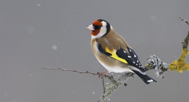 Chardonneret élégant (Carduelis carduelis) - Crédit photo : Fabrice Cahez / LPO