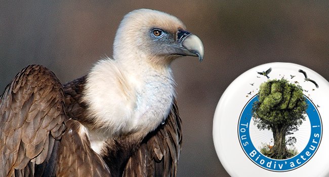 Vautour fauve (Gyps fulvus) - Crédit photo : Fabrice Cahez